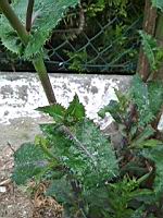 Laiteron rude, Sonchus asper (3)